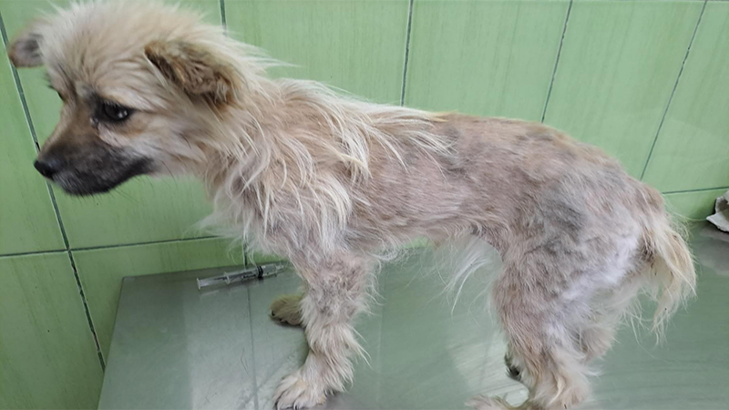 Rescuing Busya: A Heartwarming Tale of Compassion from Zaporizhzhia
