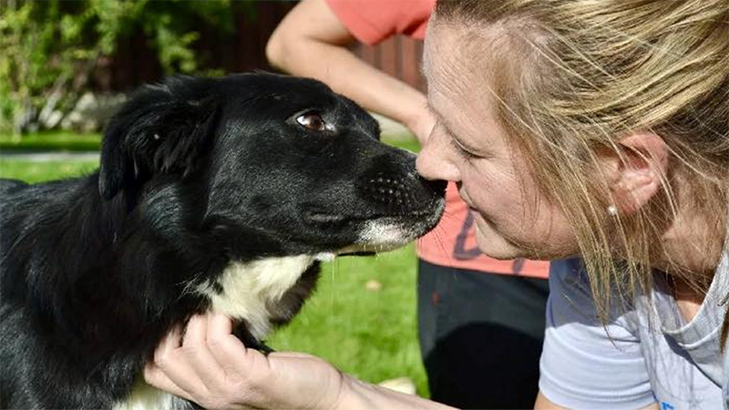National Pet Month: Meet the ROLDA Dogs Ready for Adoption!