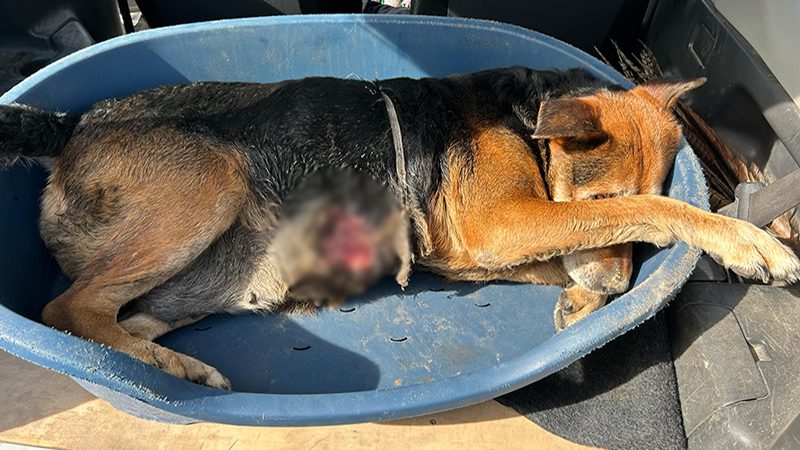 When the Vet Calls – A Day That Started Like Any Other