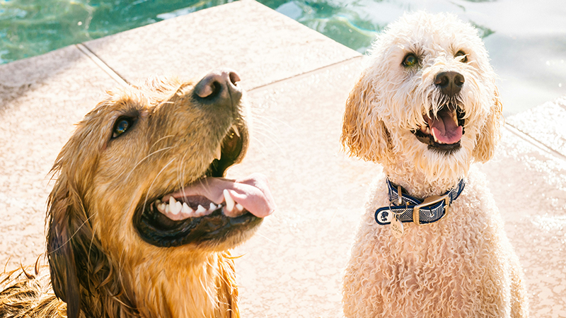 Summer Safety Tips for Pet Owners and Stray Helpers