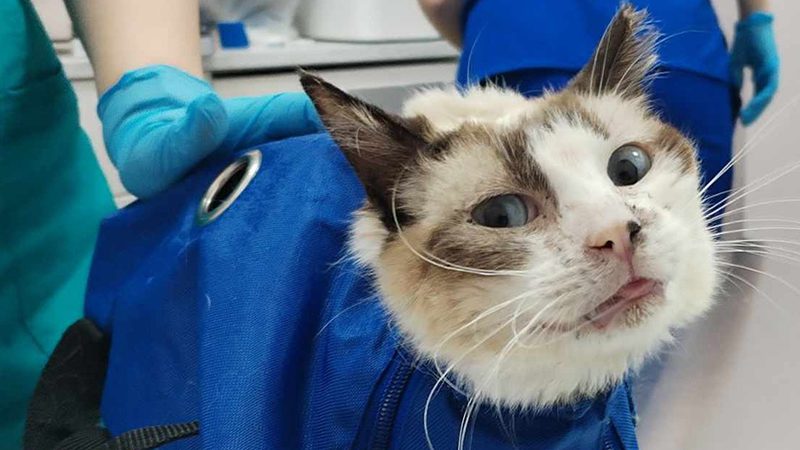 Tiny Purrl’s Tremendous Fight: a new story still unfurling