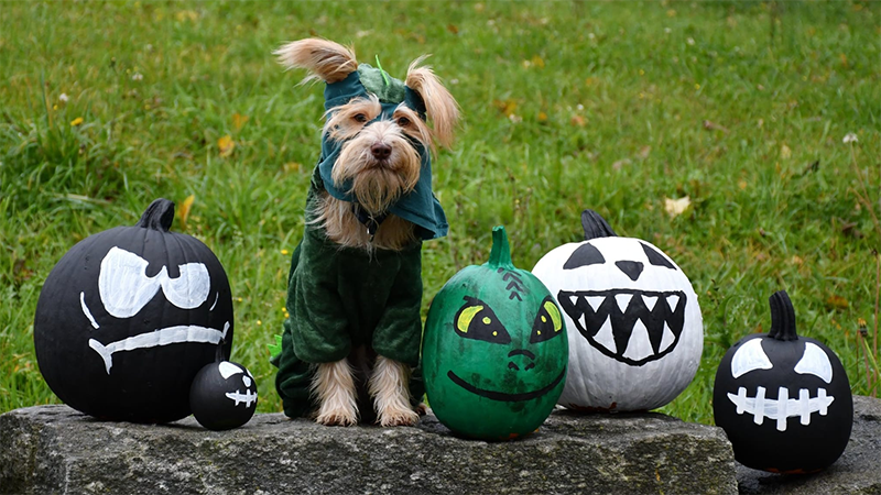 Making Halloween Pet-Friendly: Treats, Costumes, and Safety Tips for Your Furry Friends!