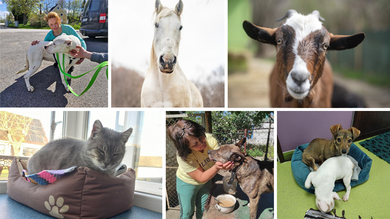 A Year of Compassion: ROLDA's 2025 Rescue Highlights