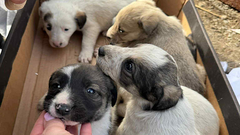 Why Giving Matters: How Your Support Fuels International Rescue Work