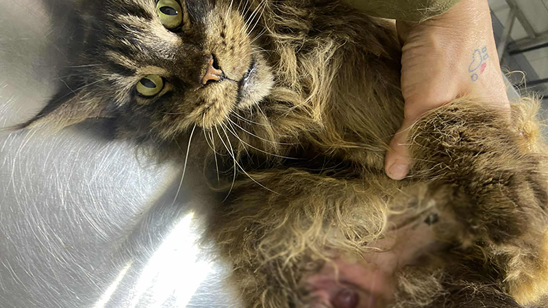 Krasotka – Beautiful Girl