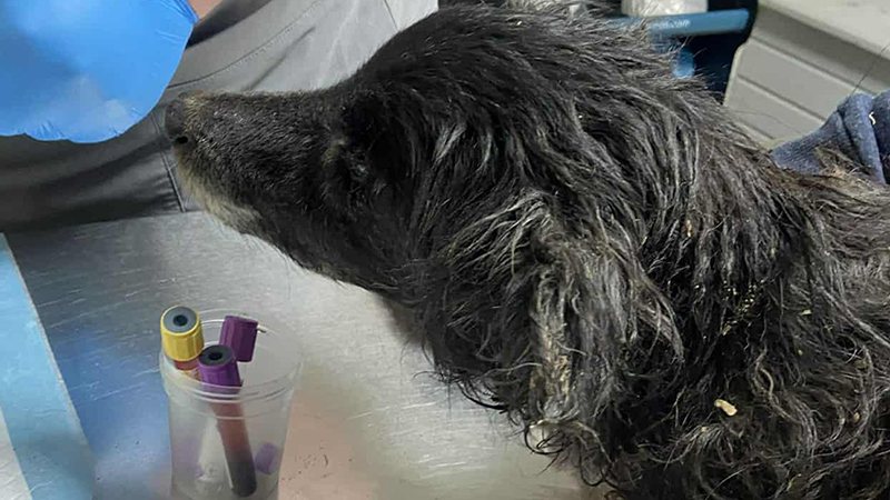 Bronya’s story: What Older Dogs Deserve