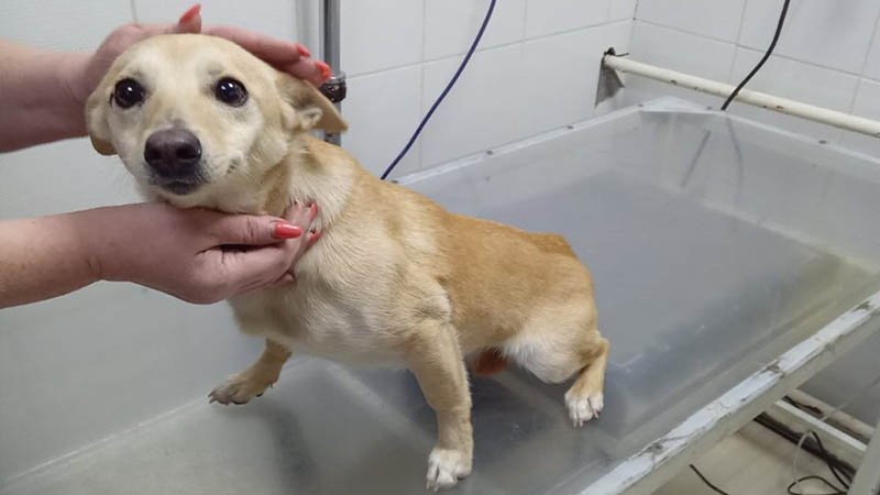 Ksyusha’s Story: A typical, complex and painful dog’s story caused by the Russian invasion of Ukraine
