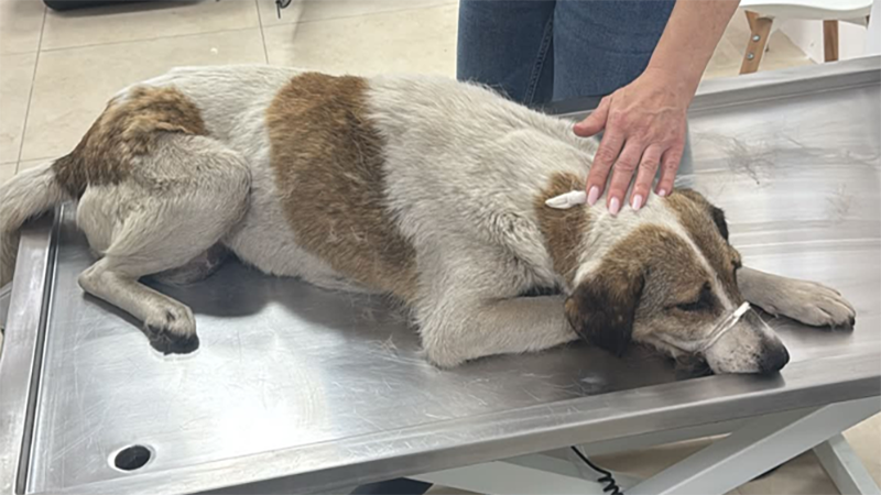 Rescued Twice: Rico and Nora’s Fight to Survive the Romanian Public Shelter System